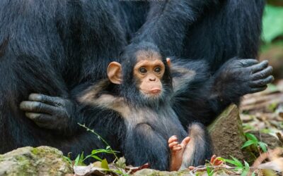 Gombe, le chimpanzé décontracté